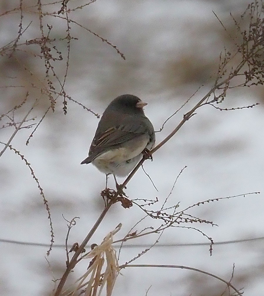 strnadec zimní - ML646817919