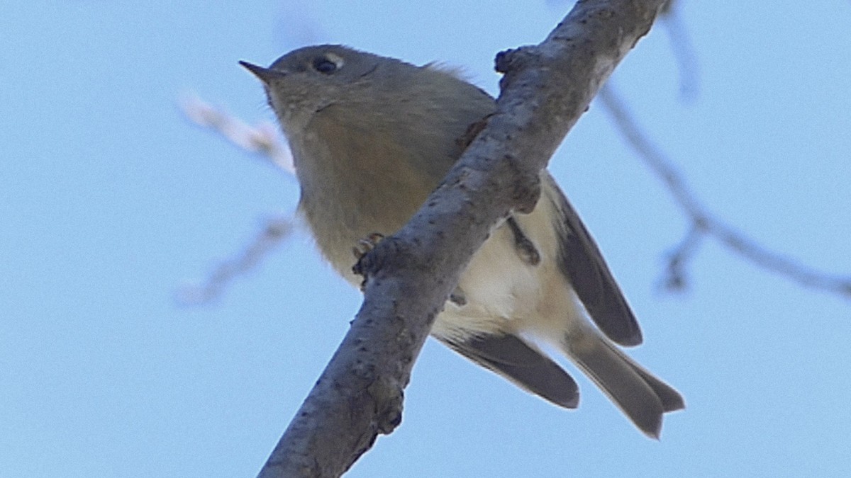 Ruby-crowned Kinglet - ML646817920