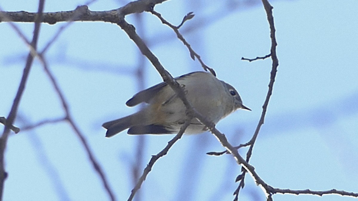 Ruby-crowned Kinglet - ML646817921