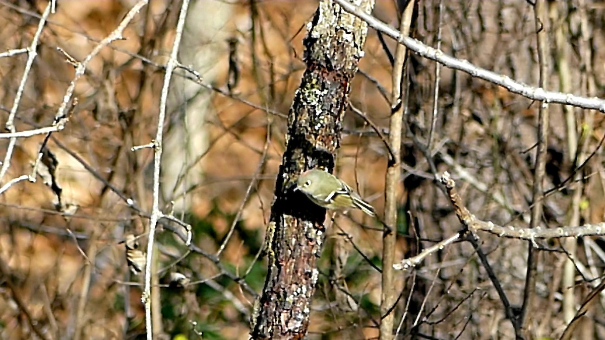 Ruby-crowned Kinglet - ML646817922