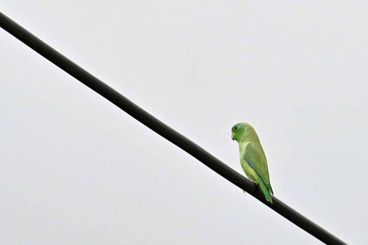 Spectacled Parrotlet - ML646817923