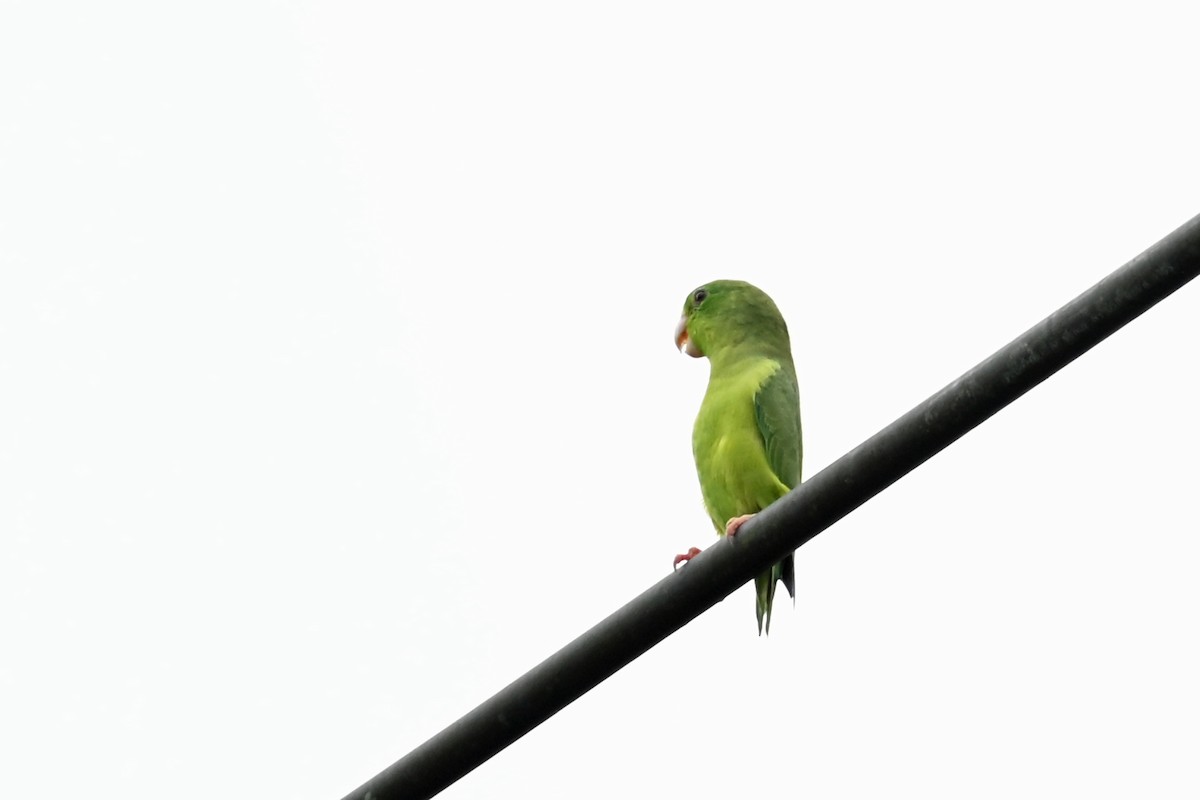 Spectacled Parrotlet - ML646817924
