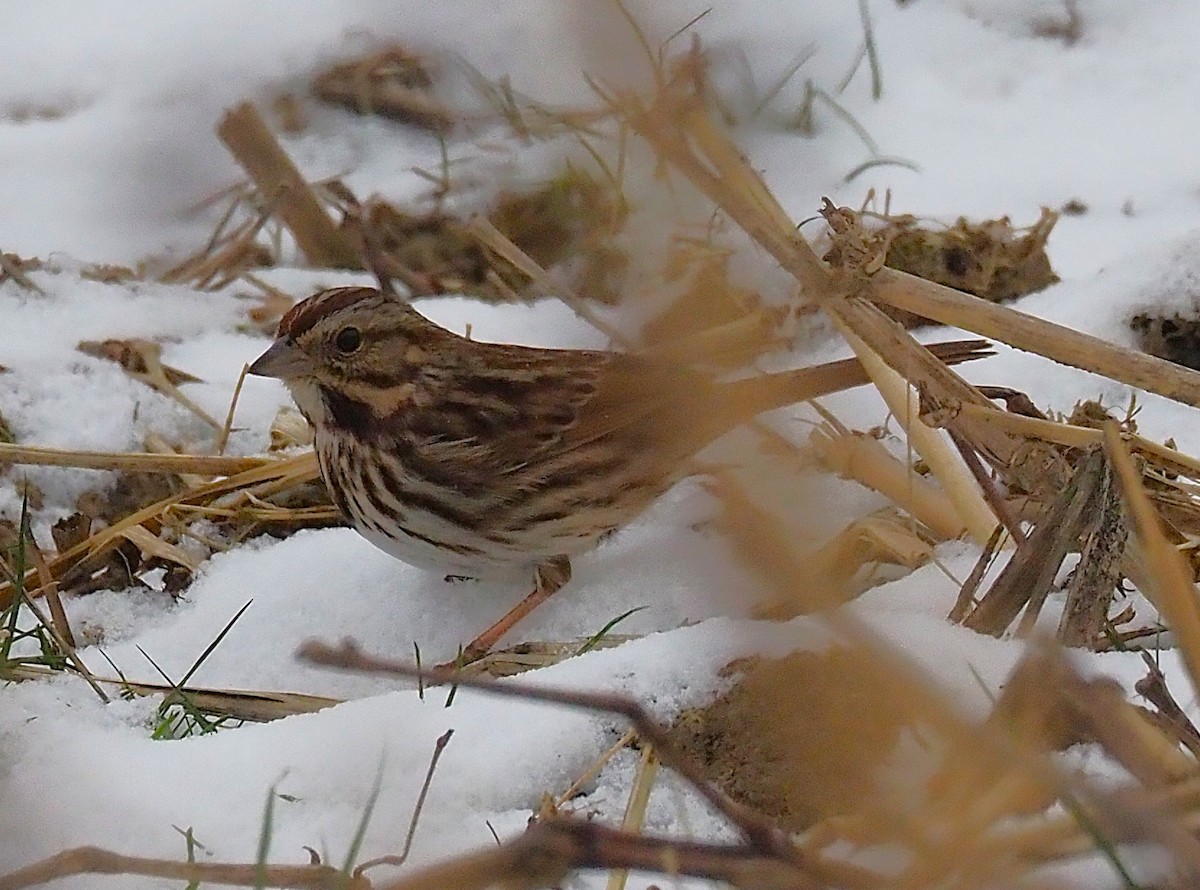 strnadec zpěvný - ML646817929