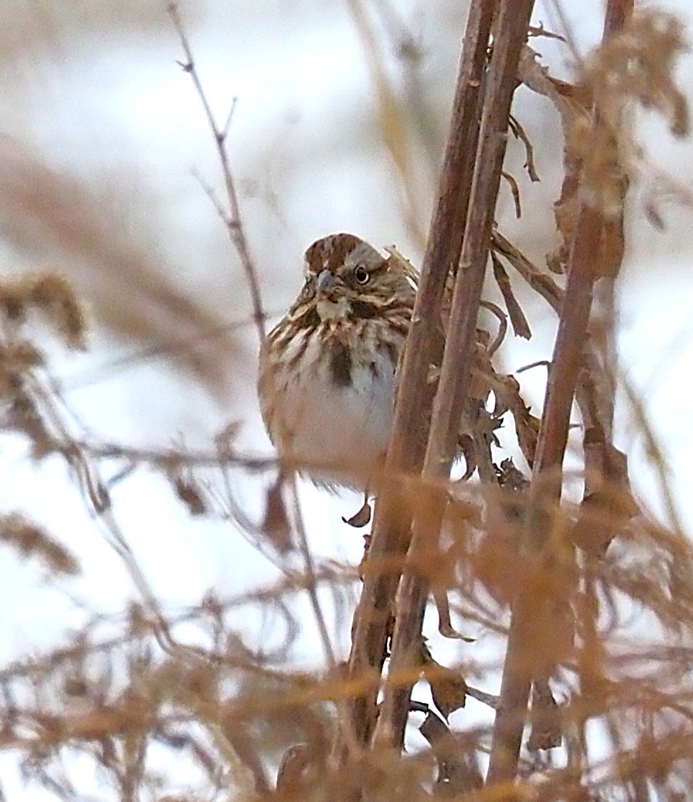 strnadec zpěvný - ML646817930