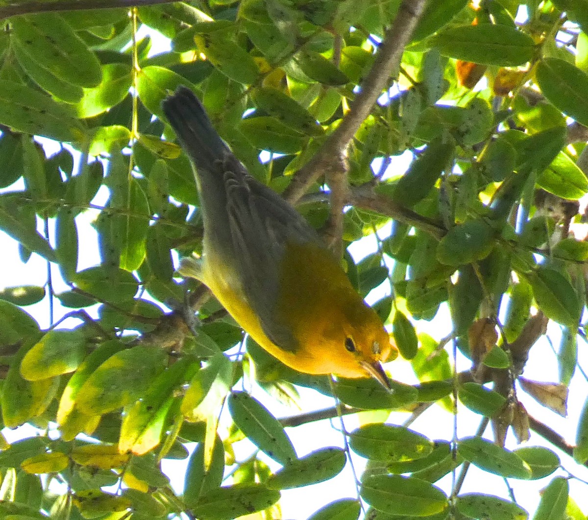 Prothonotary Warbler - ML646817931