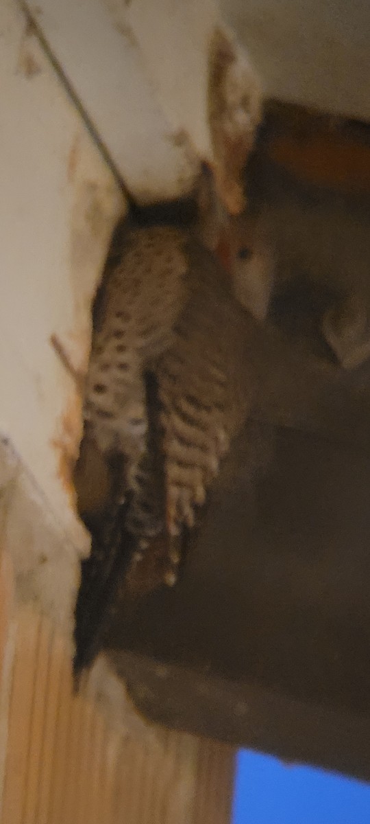 Carpintero Escapulario (Rojizo) - ML646817932