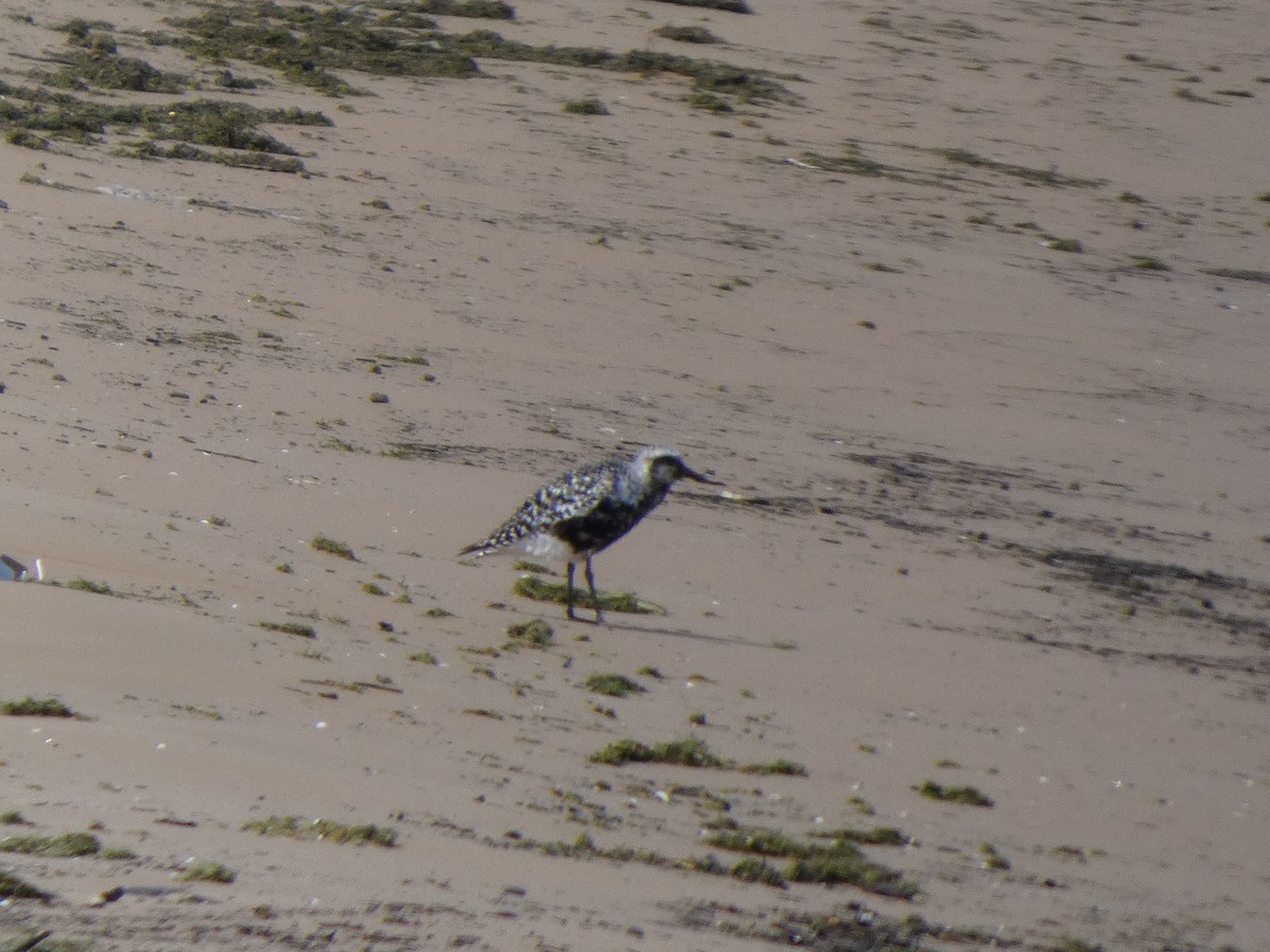 חופזי מנומר - ML646817934