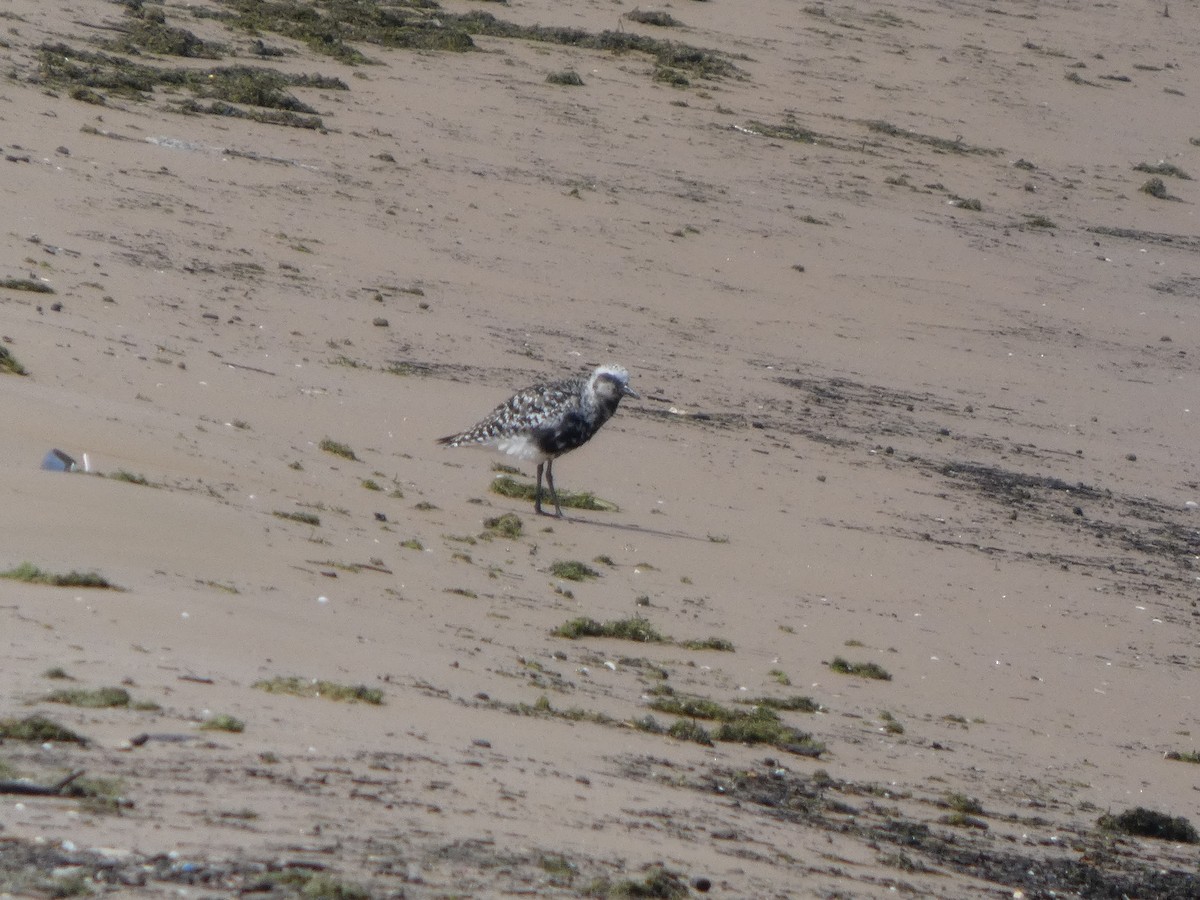 חופזי מנומר - ML646817935