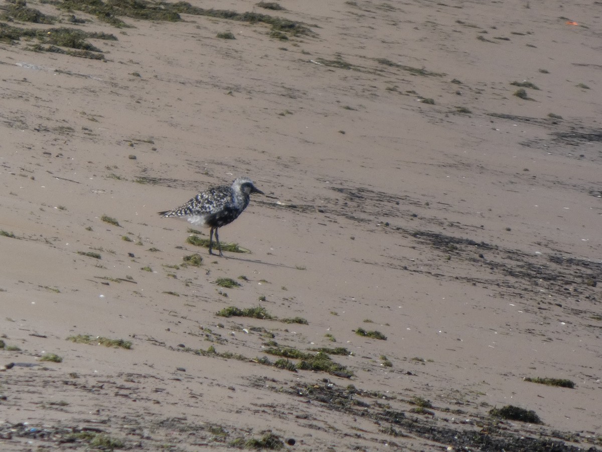 חופזי מנומר - ML646817936