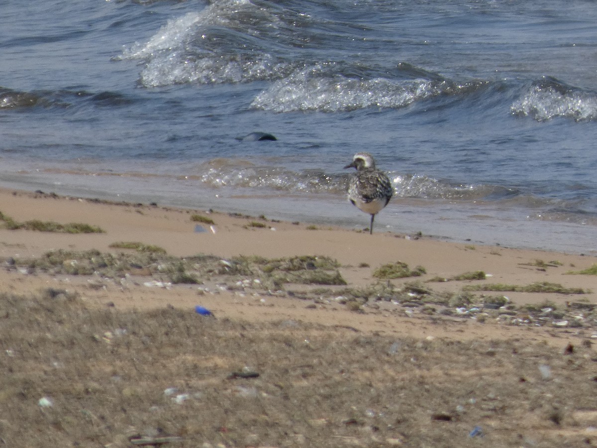 חופזי מנומר - ML646817937