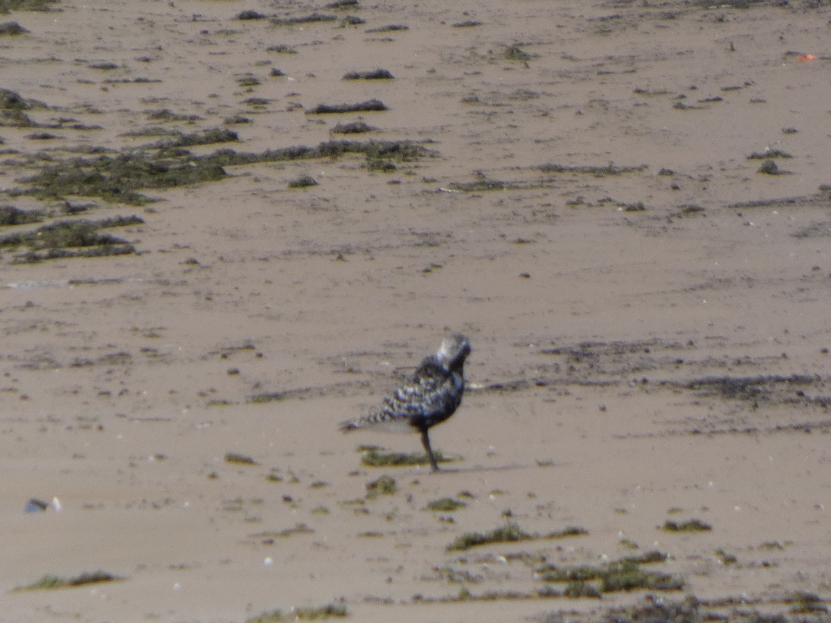 חופזי מנומר - ML646817938