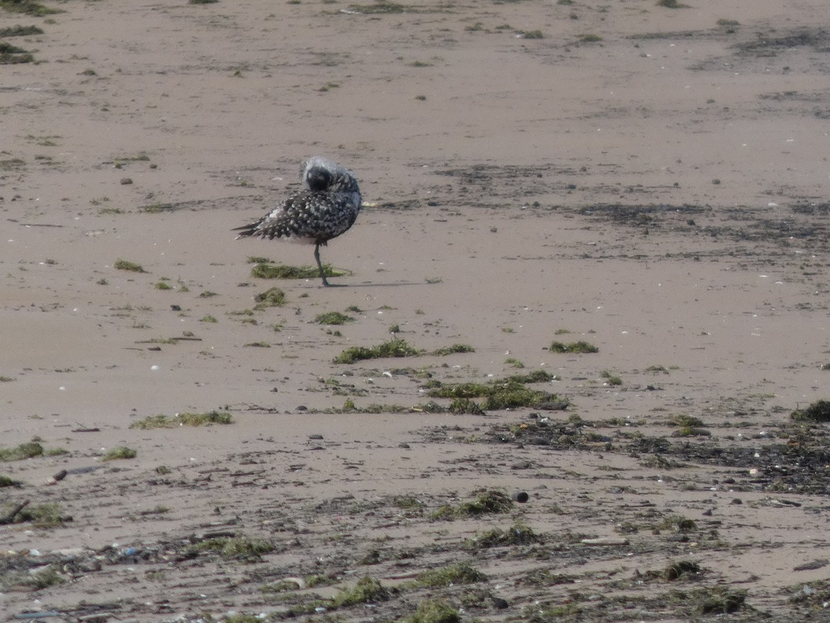 חופזי מנומר - ML646817939