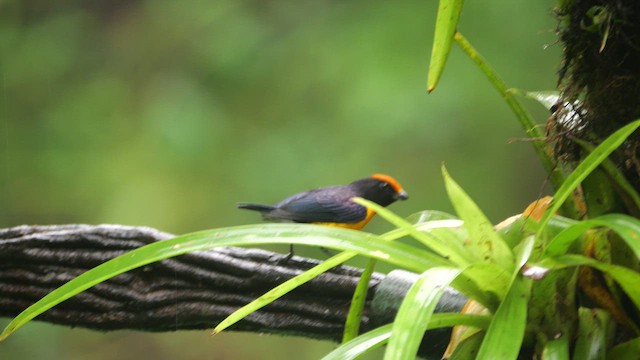 Tawny-capped Euphonia - ML646817940