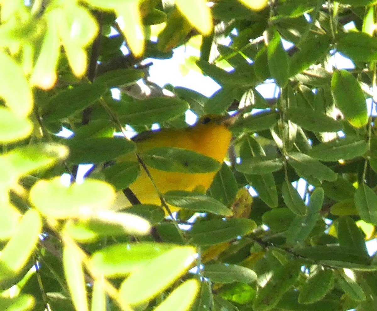 Prothonotary Warbler - ML646817941