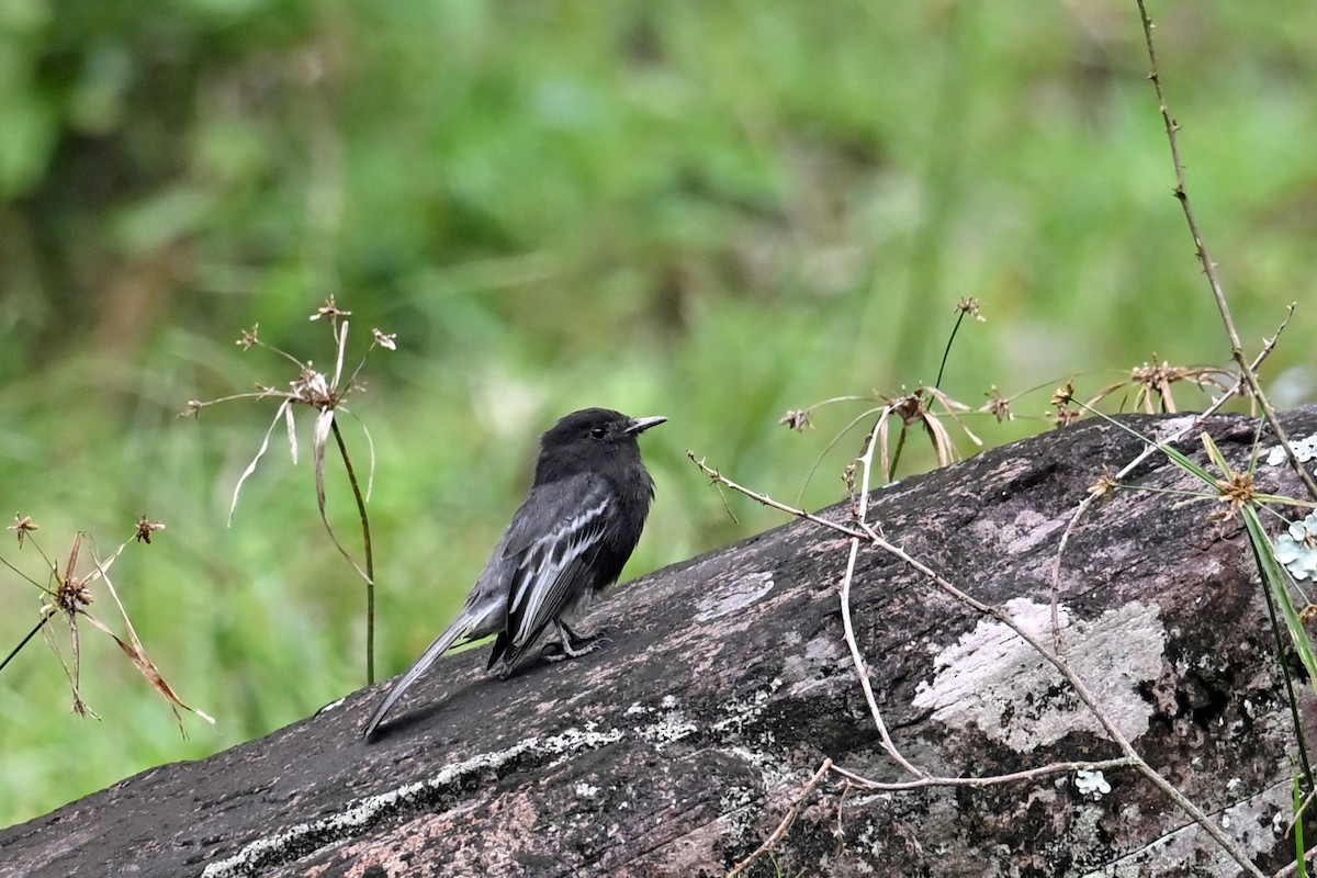 Black Phoebe - ML646817942