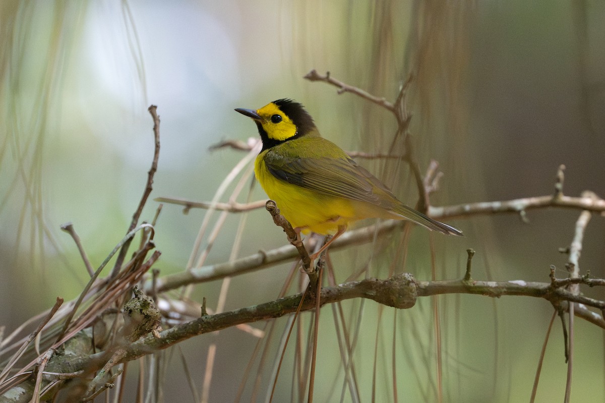 Болотянка чорногорла - ML646817944