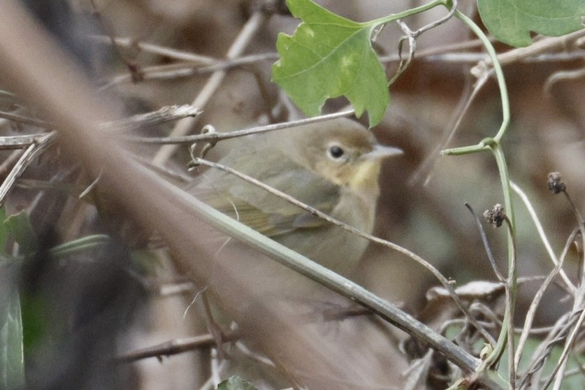 צהוב-גרון - ML646817945