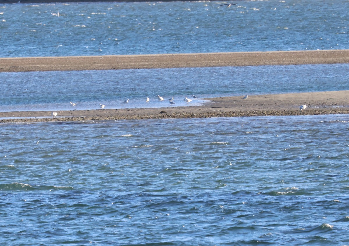 Мартин американський - ML646817947