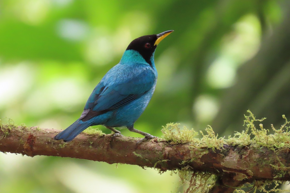 Mielerito Verde - ML646817949