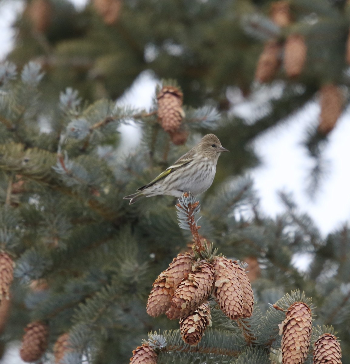 Tarin des pins - ML646817951