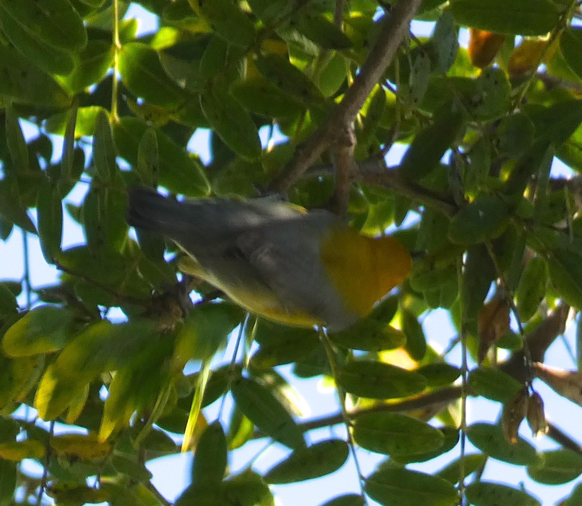 Prothonotary Warbler - ML646817952