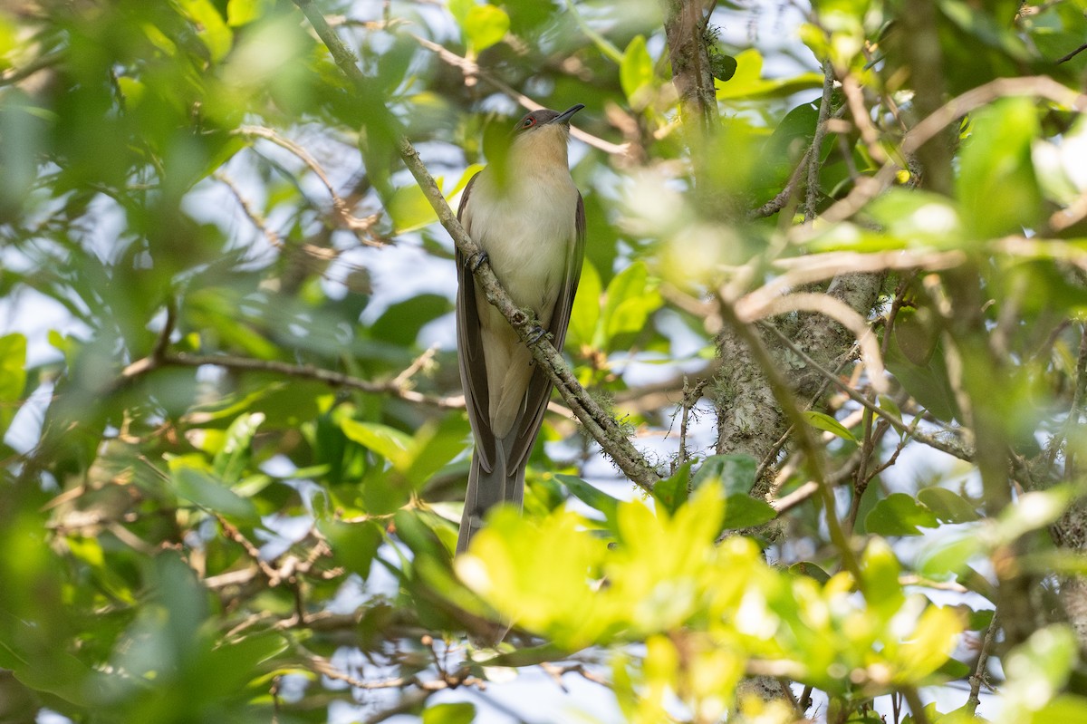 kukačka černozobá - ML646817954