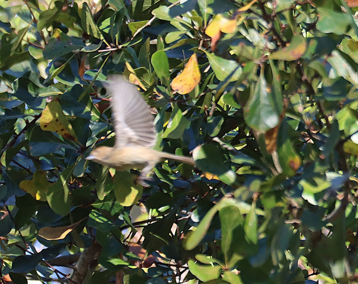 Passerin indigo - ML646817955