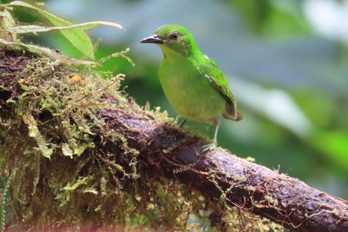Mielerito Verde - ML646817956