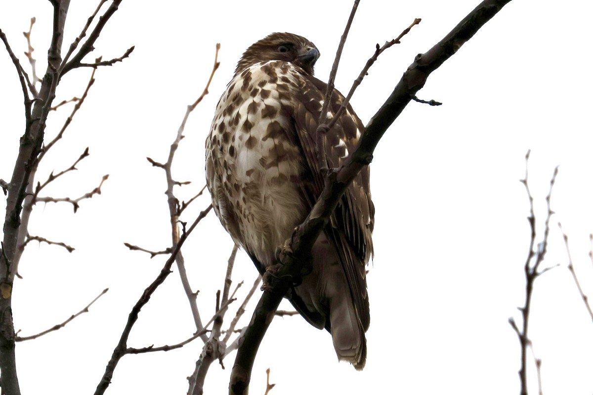 Red-shouldered Hawk - ML646817957