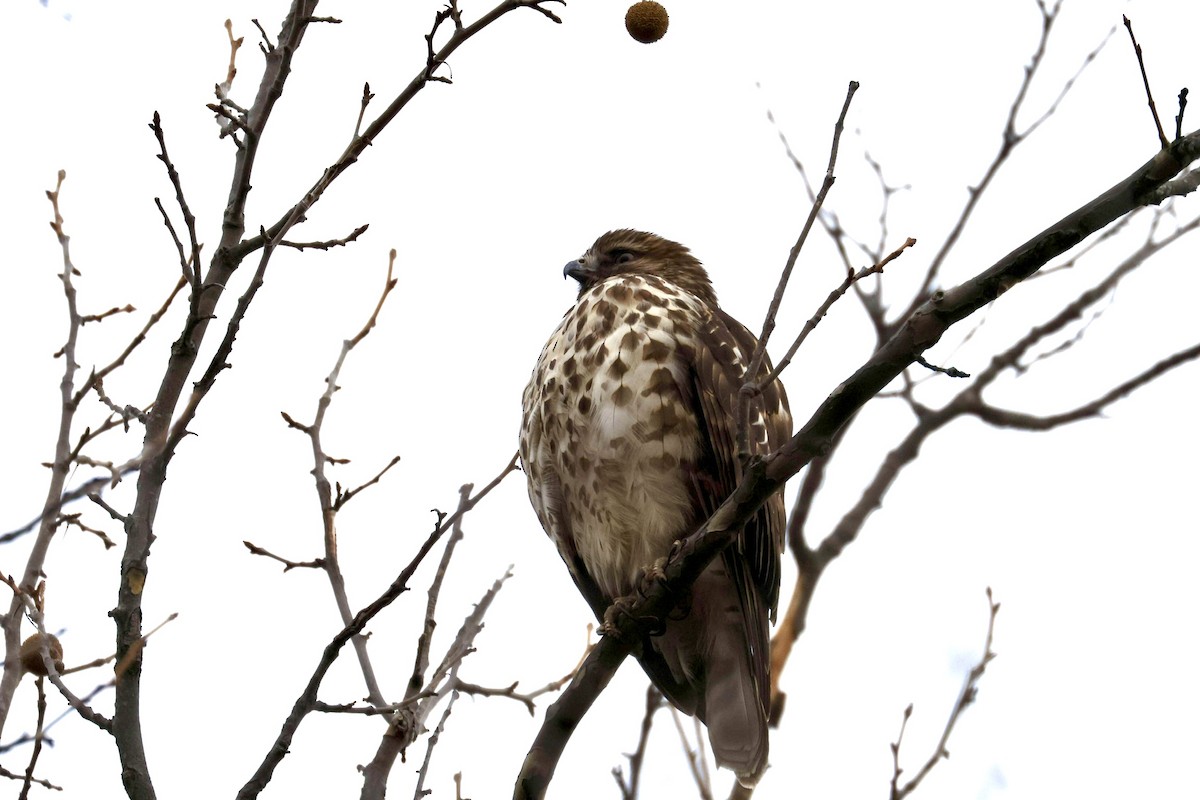 Red-shouldered Hawk - ML646817958