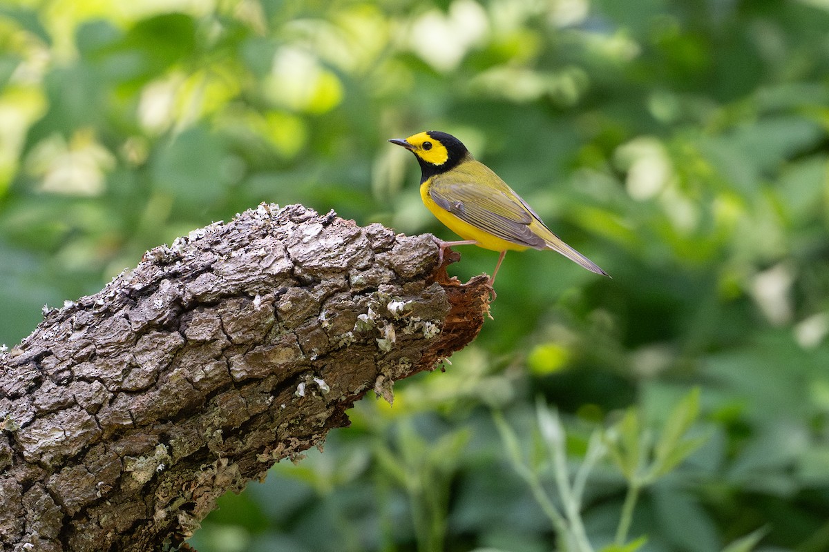 Болотянка чорногорла - ML646817960