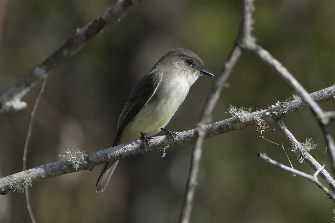 Eastern Phoebe - ML646817963