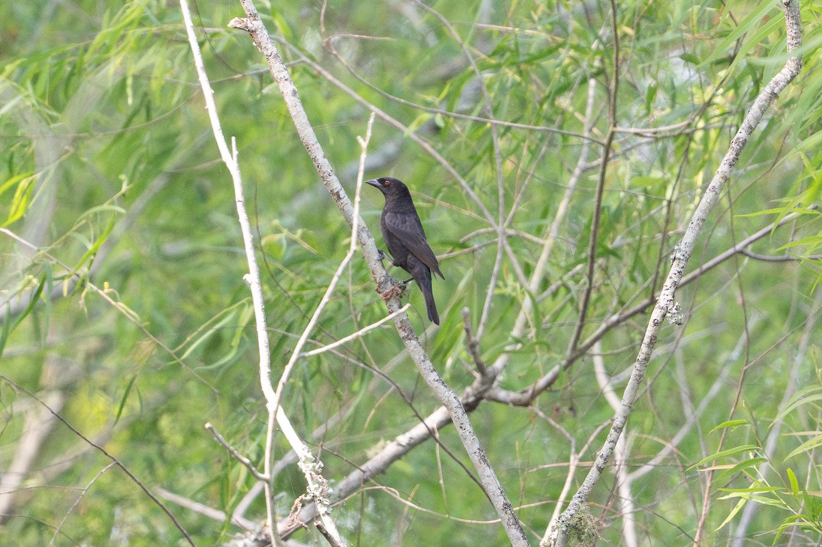 Bronzed Cowbird - ML646817966