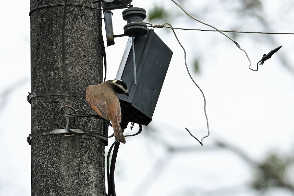 Great Kiskadee - ML646817968