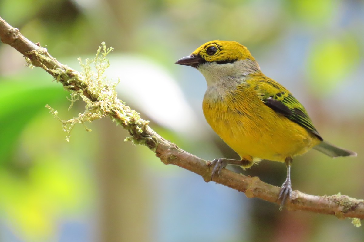 Gümüş Boyunlu Tangara - ML646817970