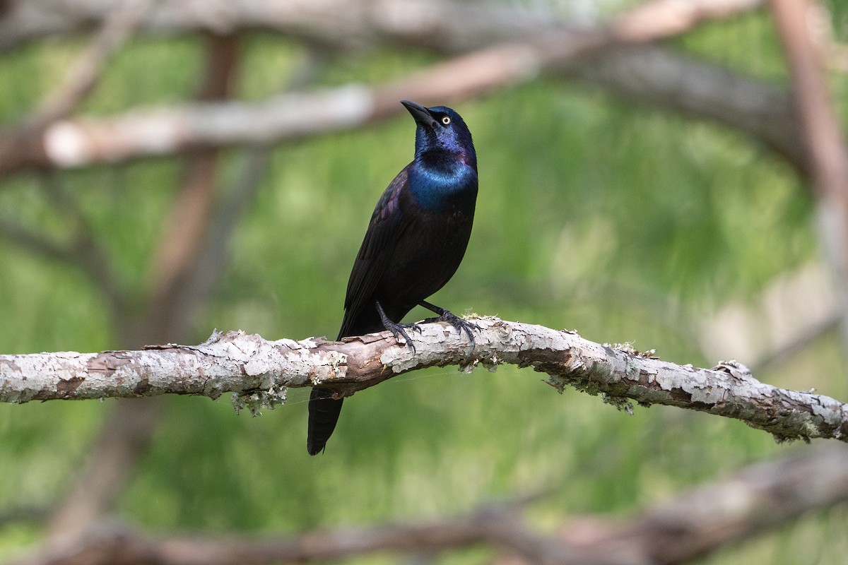 Common Grackle - ML646817971
