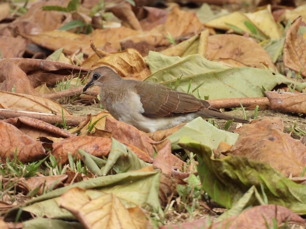 White-tipped Dove - ML646817972