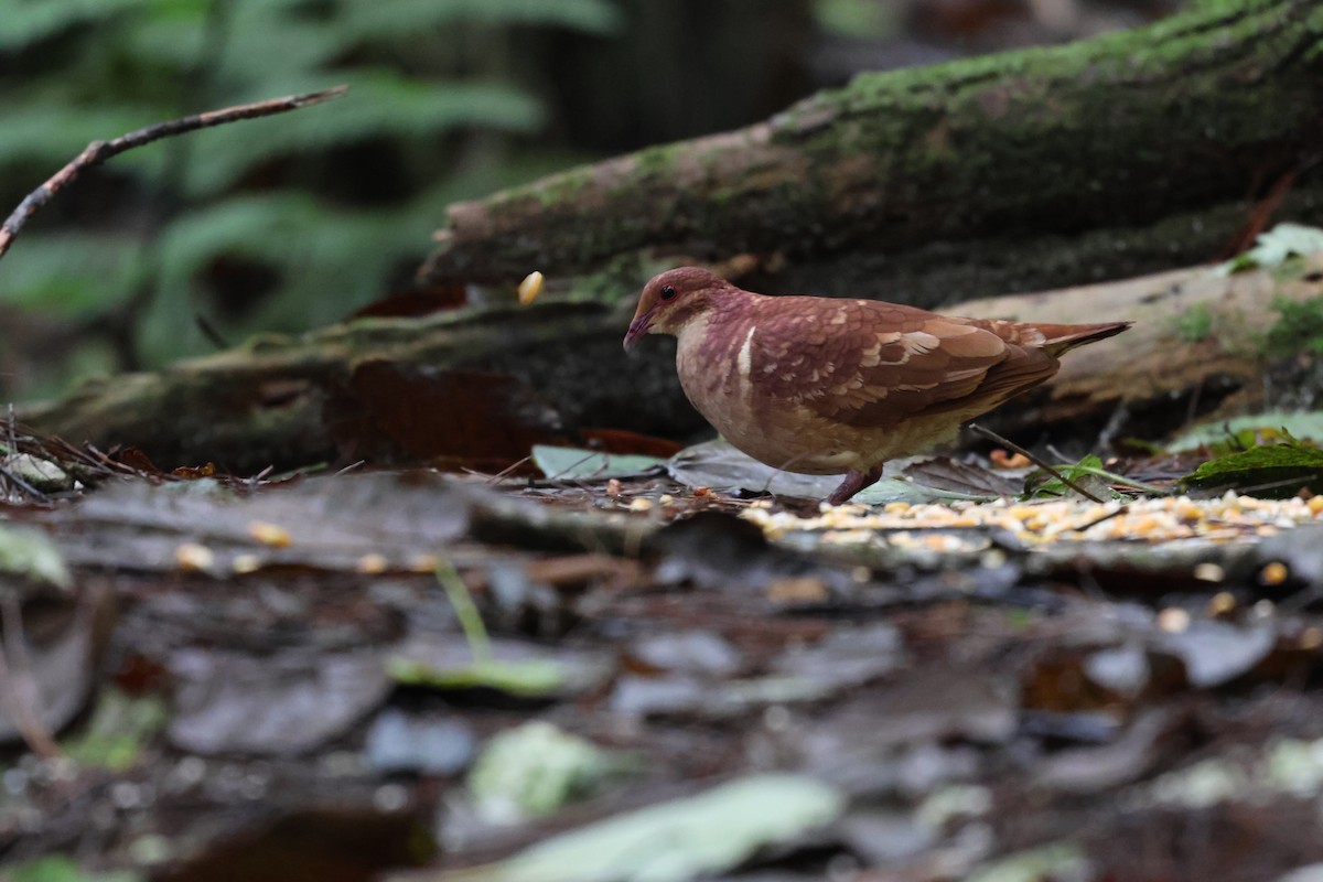 Paloma Perdiz Común - ML646817973