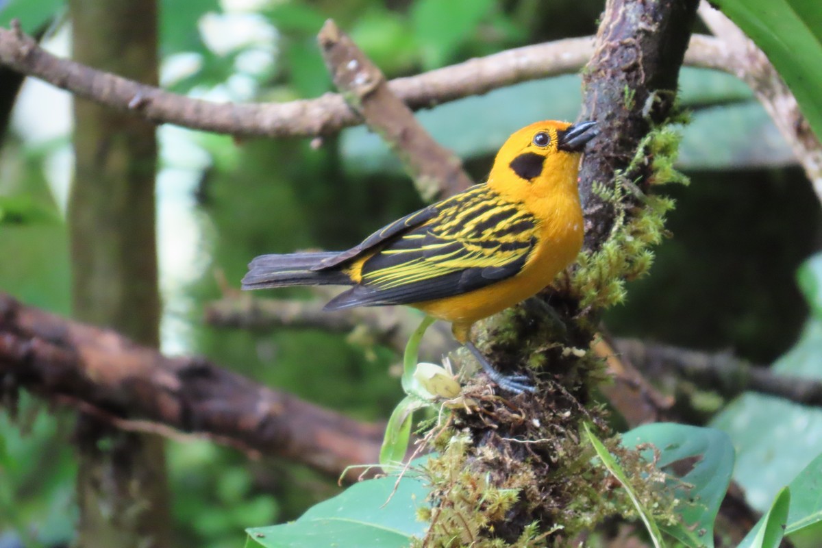 Golden Tanager - ML646817977