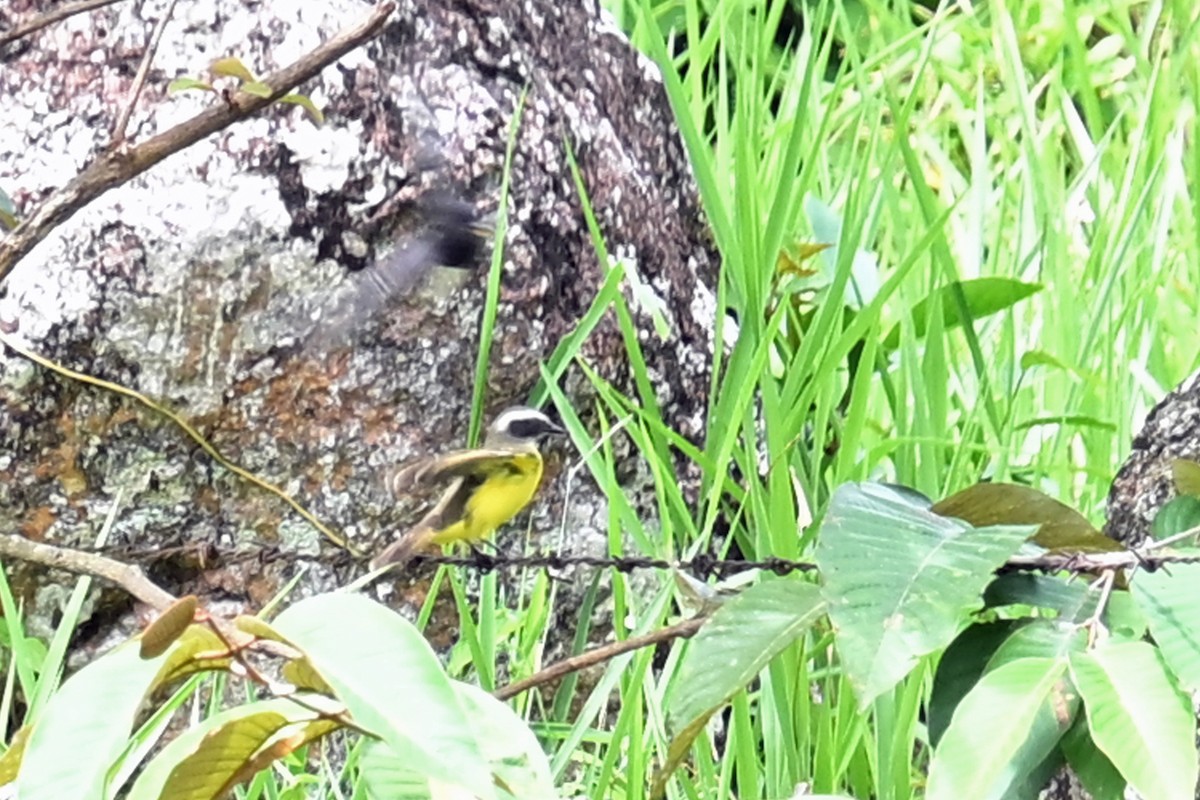 Rusty-margined Flycatcher - ML646817978