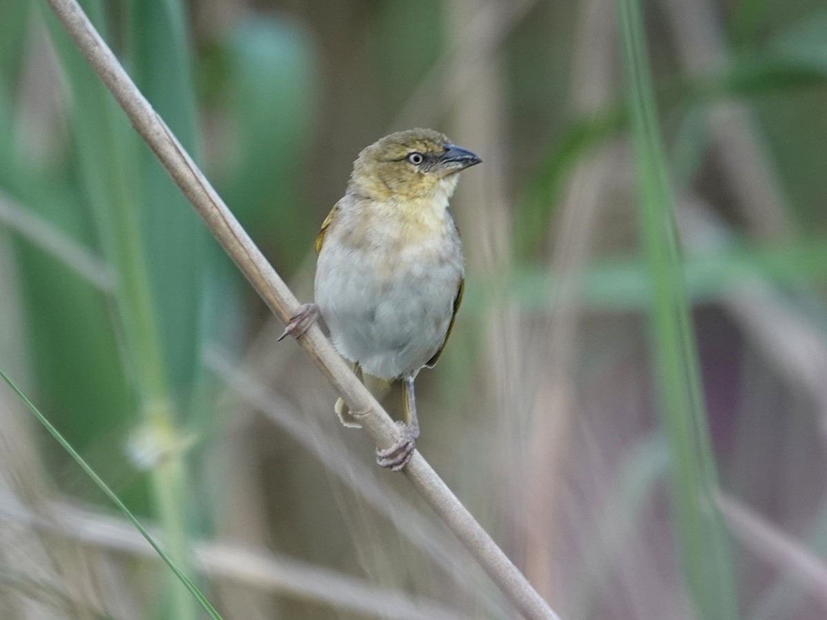 Black-headed Weaver - ML646817979