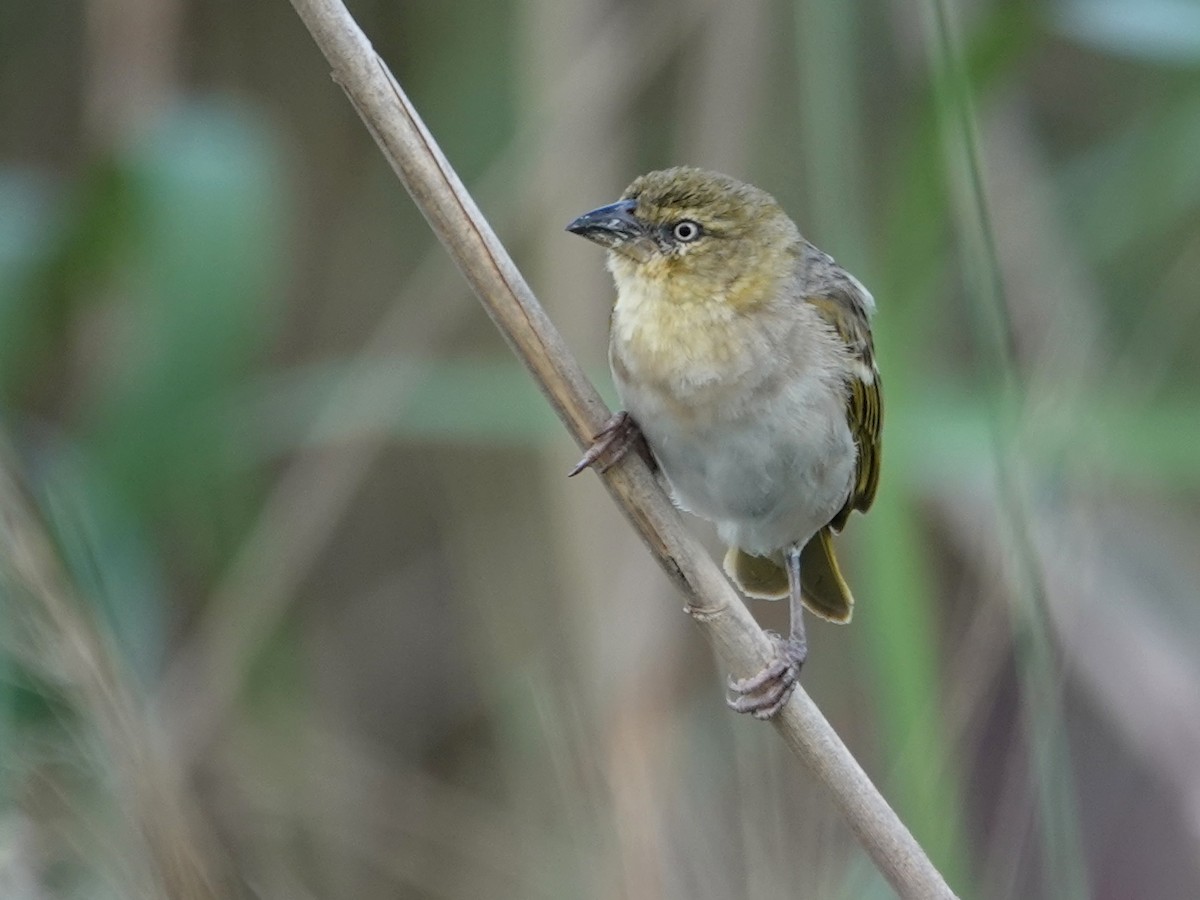 Black-headed Weaver - ML646817980