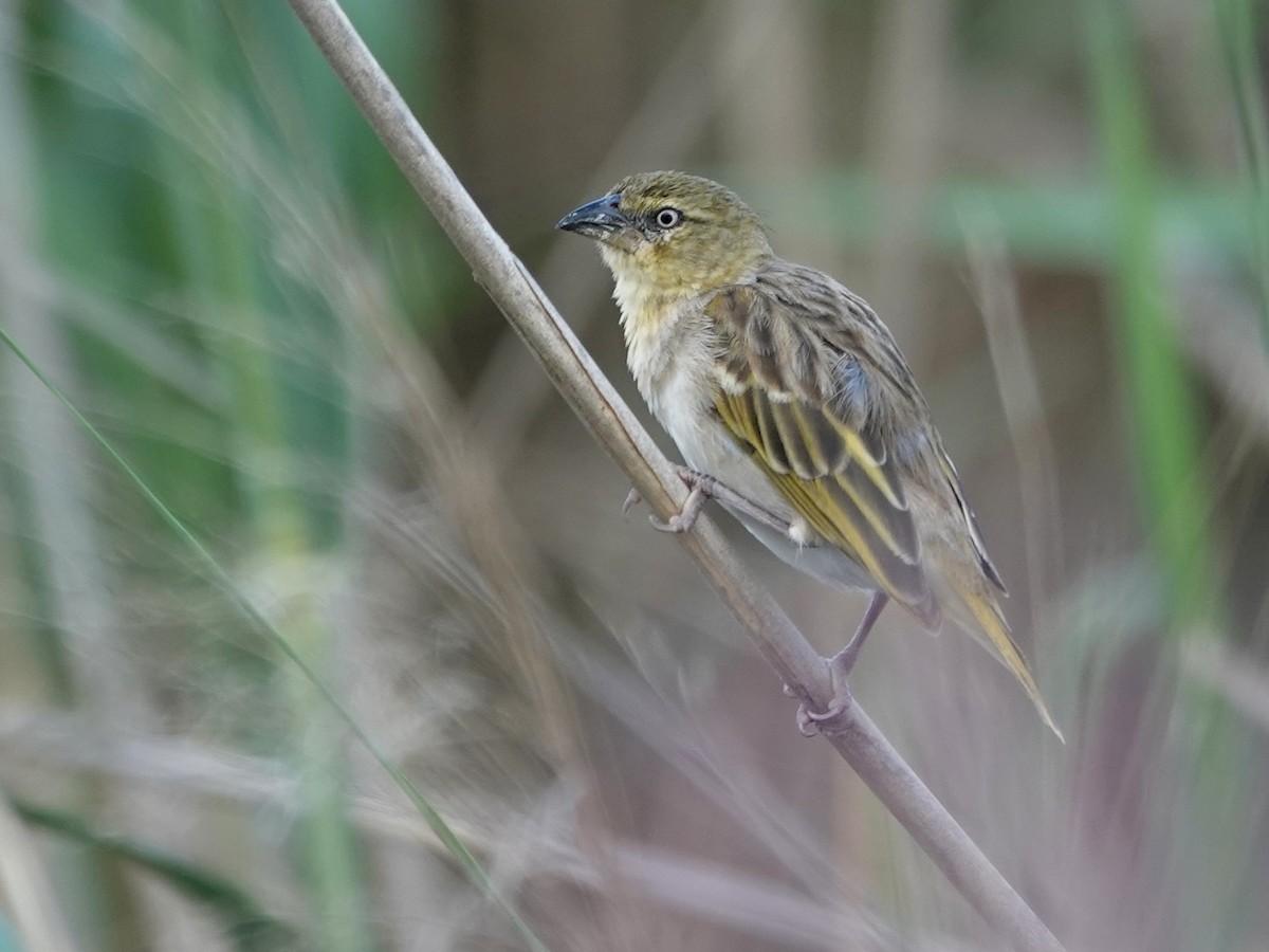 Black-headed Weaver - ML646817981