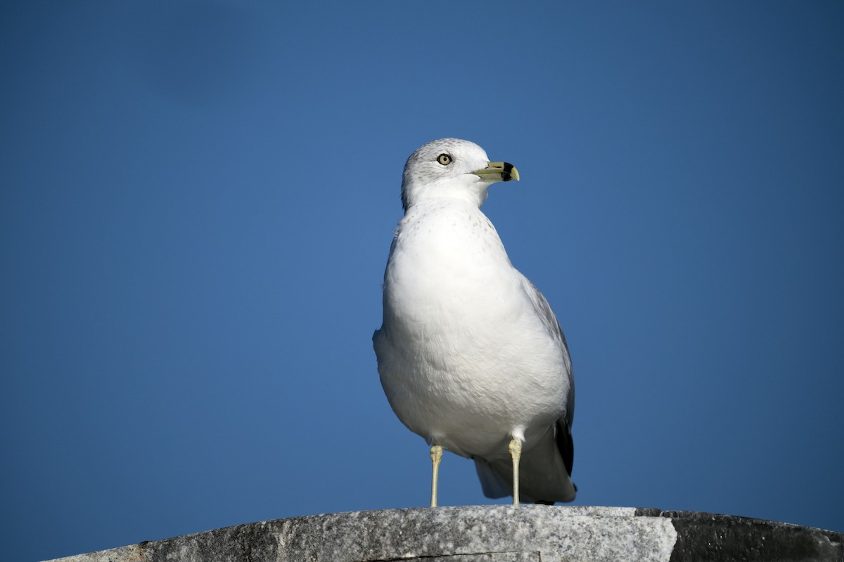 Ring-billed Gull - ML646817983