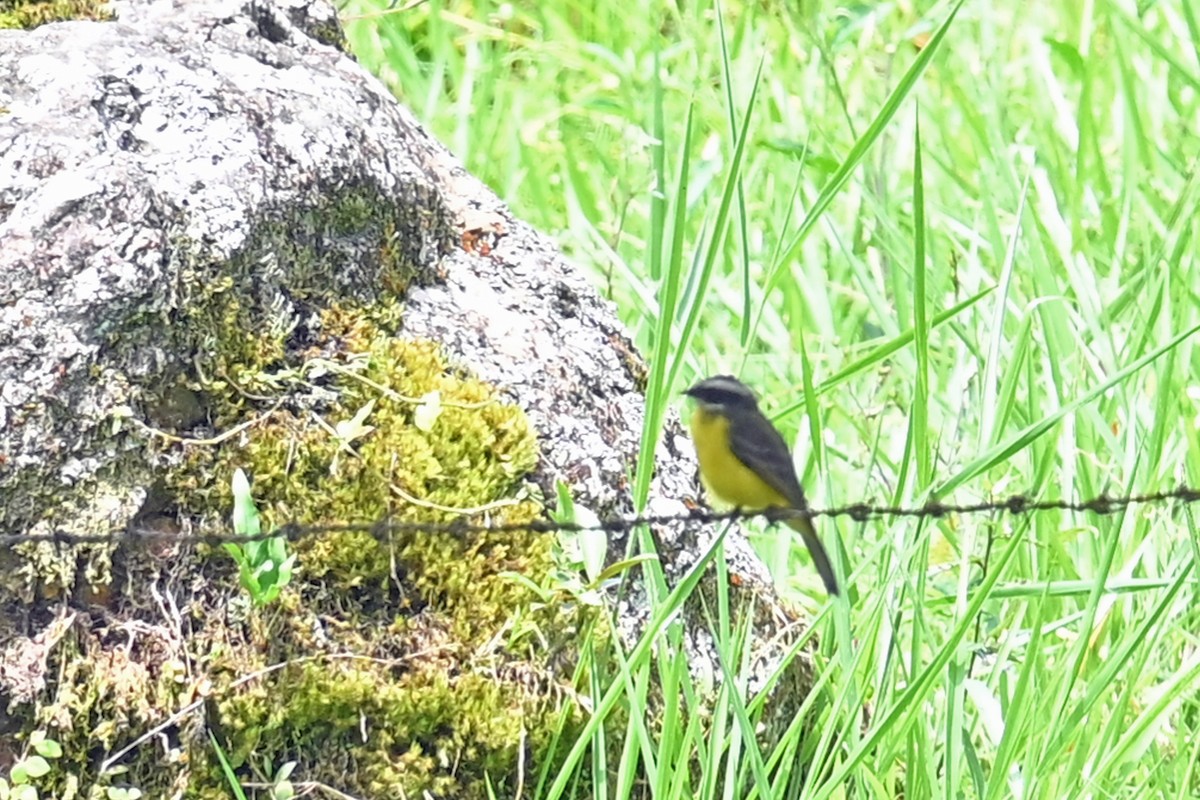 Rusty-margined Flycatcher - ML646817984