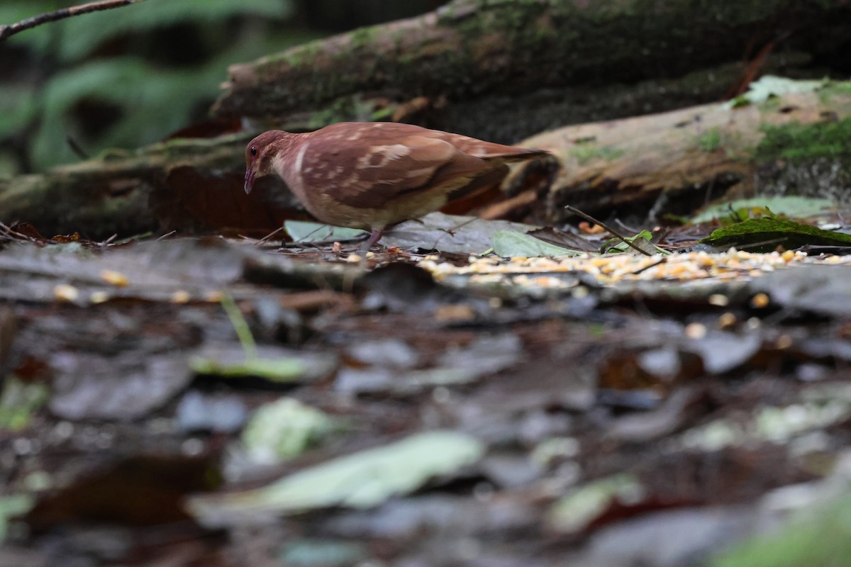 Paloma Perdiz Común - ML646817985