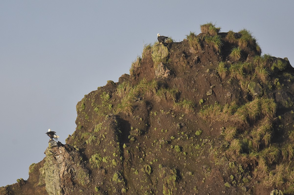 Bald Eagle - ML646817986