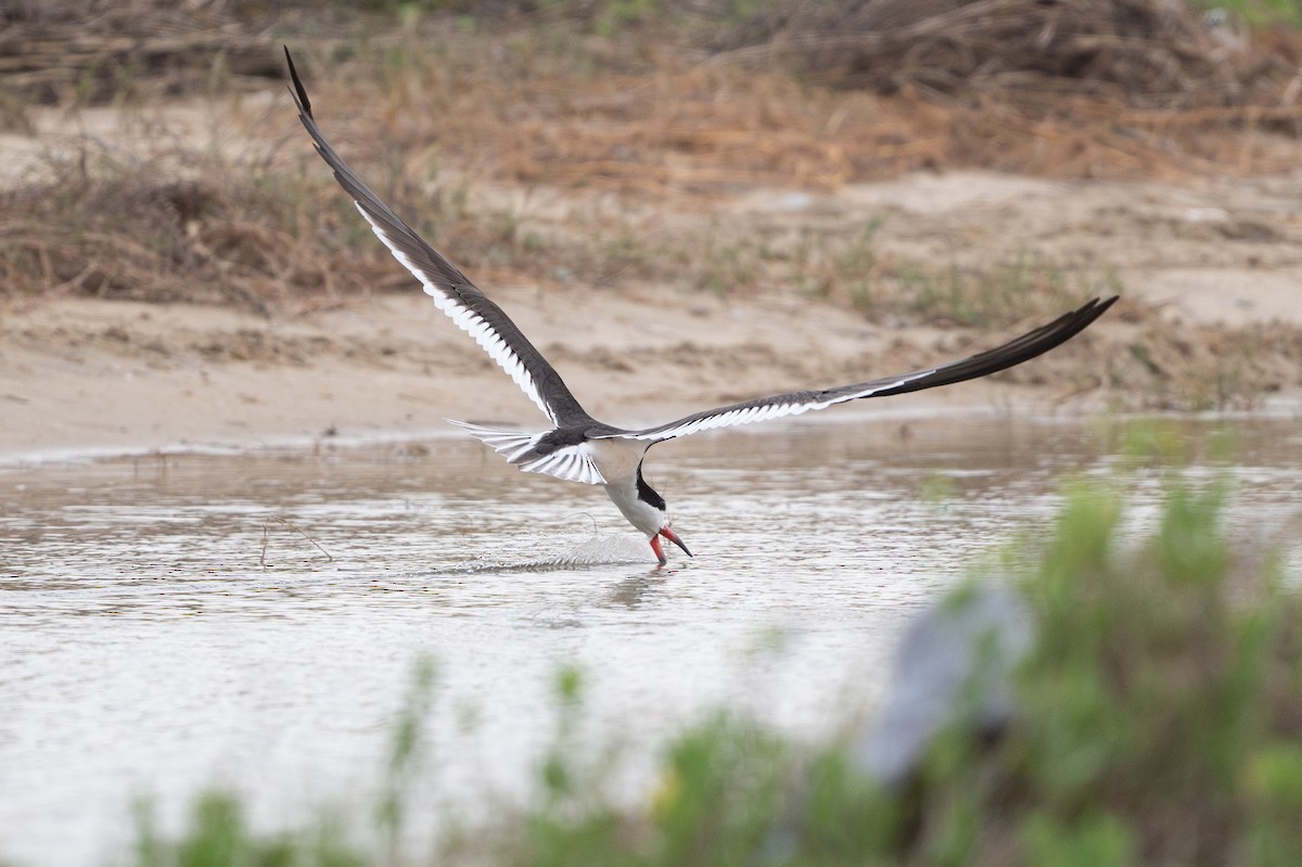 Black Skimmer - ML646817988