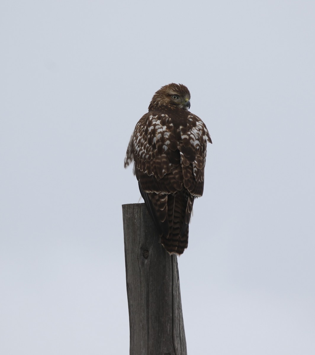Buse à queue rousse - ML646817989