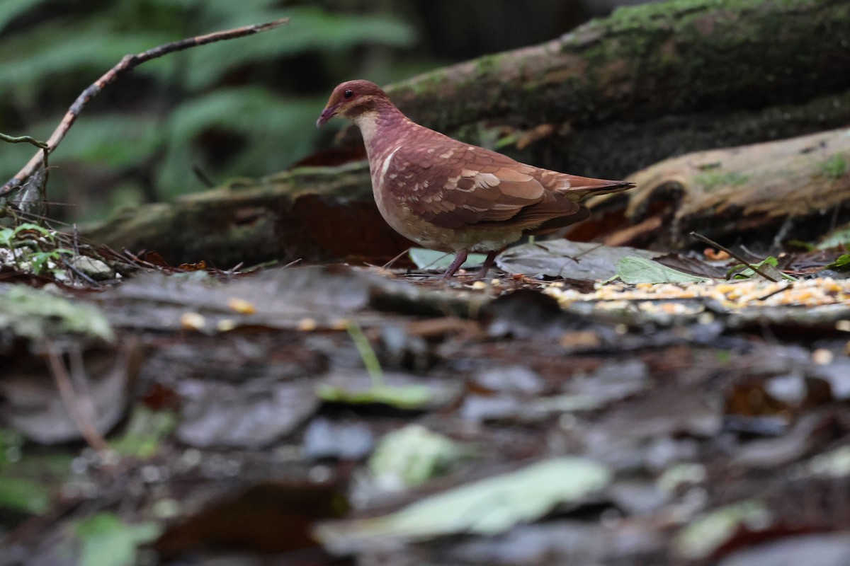 Paloma Perdiz Común - ML646817990